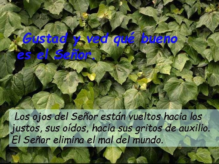 Gustad y ved qué bueno es el Señor. Los ojos del Señor están vueltos