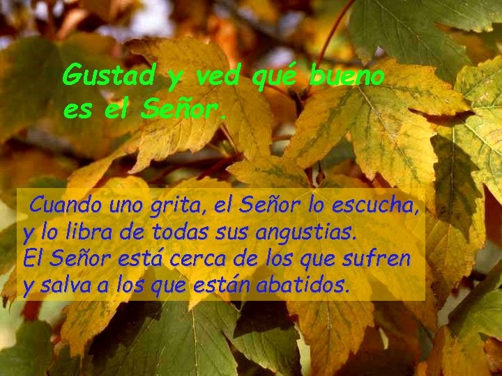 Gustad y ved qué bueno es el Señor. Cuando uno grita, el Señor lo