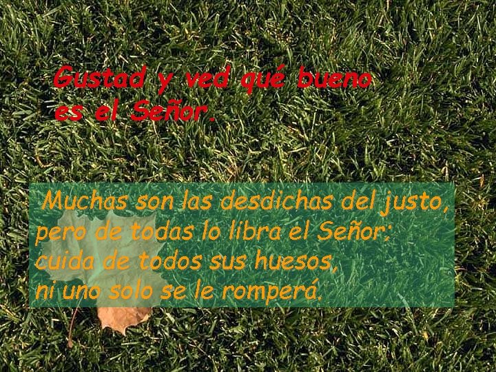 Gustad y ved qué bueno es el Señor. Muchas son las desdichas del justo,