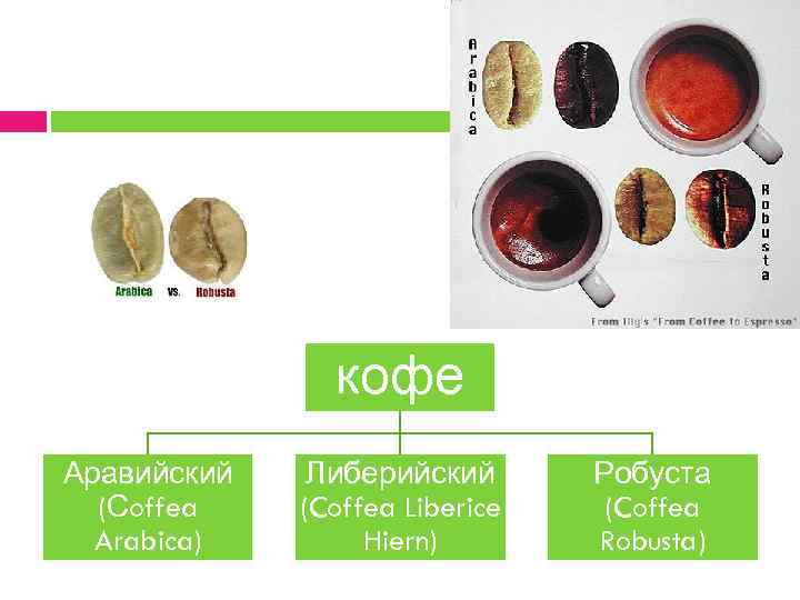 кофе Аравийский (Сoffea Arabica) Либерийский (Coffea Liberice Hiern) Робуста (Coffea Robusta) 