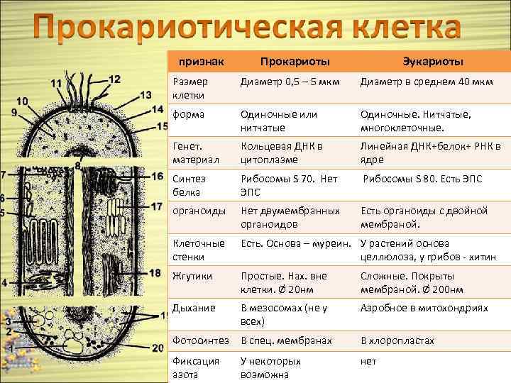 Средняя длина клетки. Органоиды прокариотических клеток таблица. Строение прокариотической клетки органоиды. Признаки прокариотической клетки строение. Функции органелл прокариотической клетки.