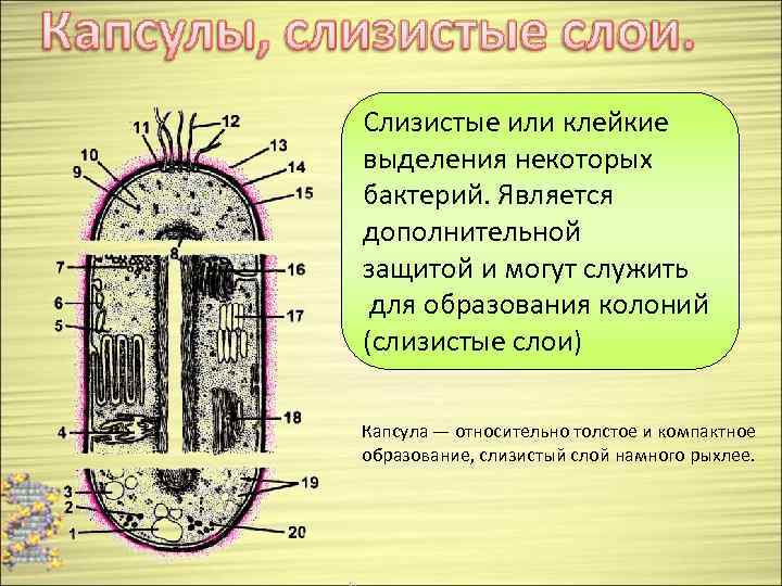 Слизистый слой бактерий. Капсула или слизистый слой у эукариот. Слизистая капсула прокариот. Капсула прокариот строение.