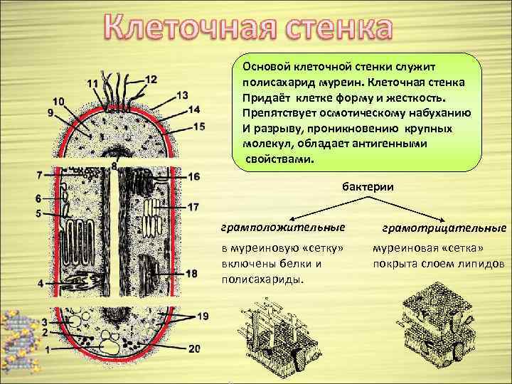 Клеточная стенка из хитина