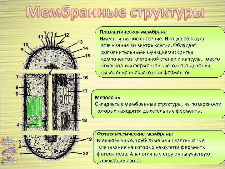 Плазматическая мембрана Имеет типичное строение. Иногда образует впячивания во внутрь клетки. Обладает дополнительными функциями: