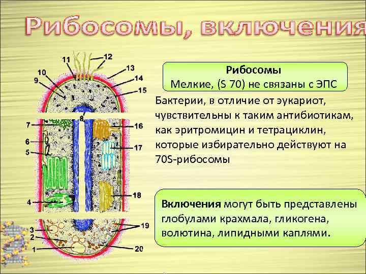 Размер рибосом эукариот