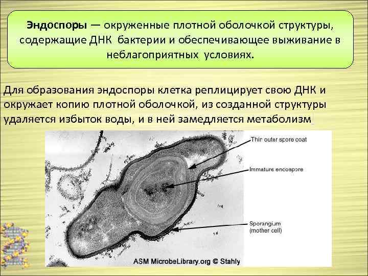 Запасные вещества эукариот