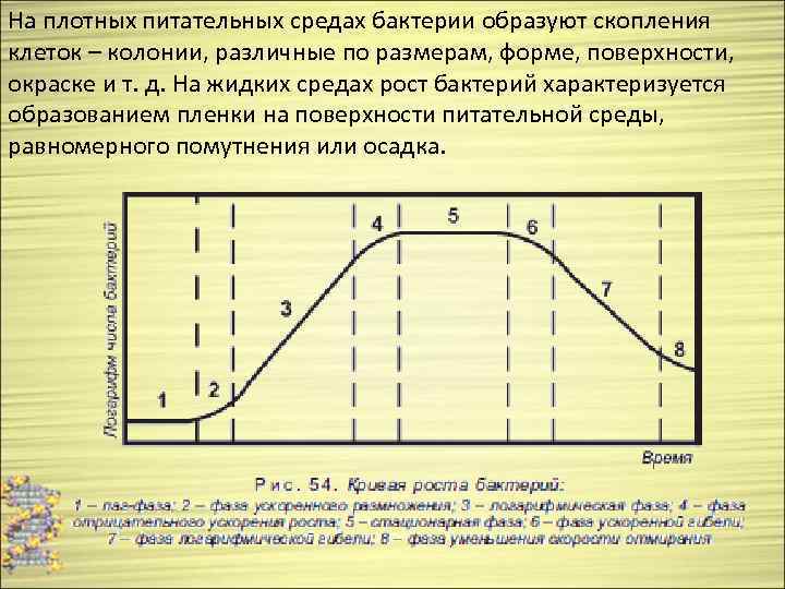 На плотных питательных средах бактерии образуют скопления клеток – колонии, различные по размерам, форме,