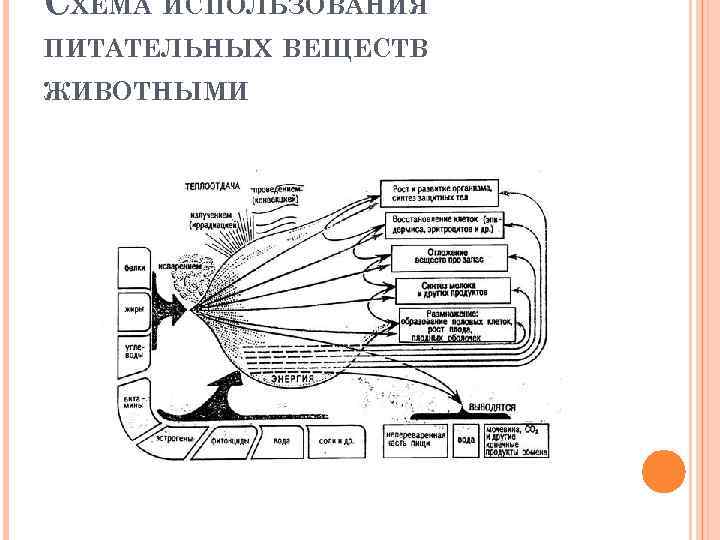 СХЕМА ИСПОЛЬЗОВАНИЯ ПИТАТЕЛЬНЫХ ВЕЩЕСТВ ЖИВОТНЫМИ 