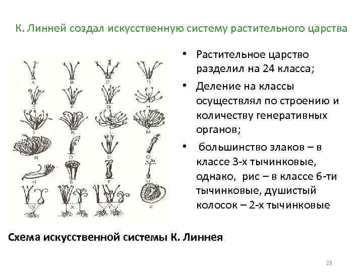 Какие бывают ботанические науки 6 класс