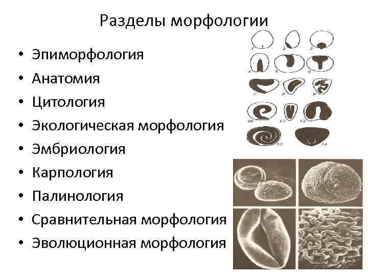 Разделы морфологии • • • Эпиморфология Анатомия Цитология Экологическая морфология Эмбриология Карпология Палинология Сравнительная