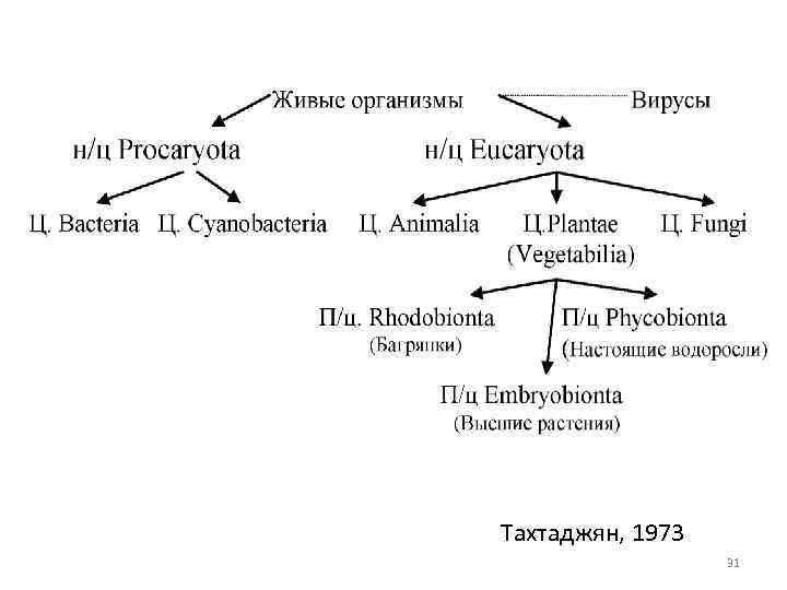 Тахтаджян, 1973 31 