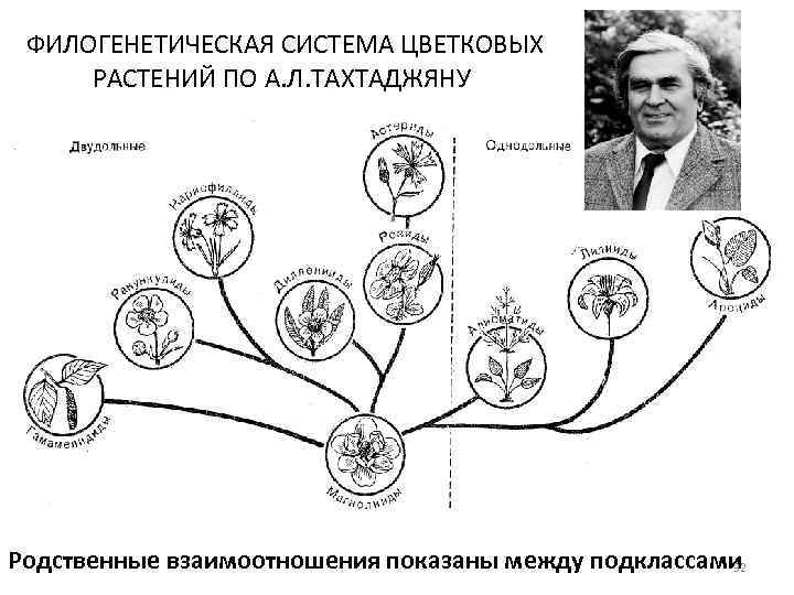  ФИЛОГЕНЕТИЧЕСКАЯ СИСТЕМА ЦВЕТКОВЫХ РАСТЕНИЙ ПО А. Л. ТАХТАДЖЯНУ Родственные взаимоотношения показаны между подклассами