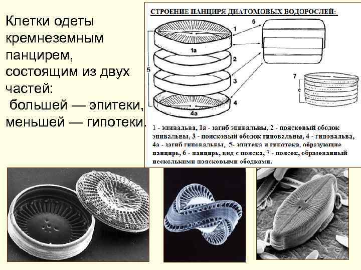Клетки одеты кремнеземным панцирем, состоящим из двух частей: большей — эпитеки, меньшей — гипотеки.