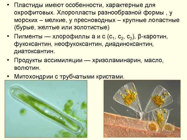  • Пластиды имеют особенности, характерные для охрофитовых. Хлоропласты разнообразной формы , у морских