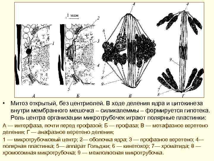  • Митоз открытый, без центриолей. В ходе деления ядра и цитокинеза внутри мембранного
