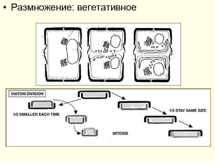  • Размножение: вегетативное 