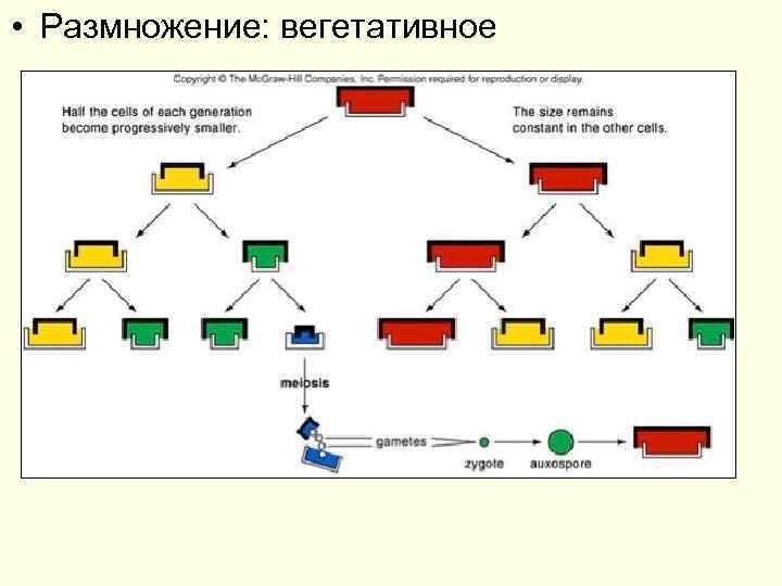  • Размножение: вегетативное 