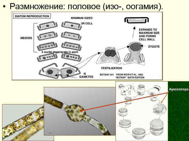  • Размножение: половое (изо-, оогамия). 