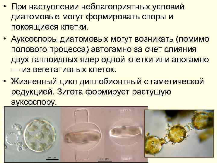  • При наступлении неблагоприятных условий диатомовые могут формировать споры и покоящиеся клетки. •