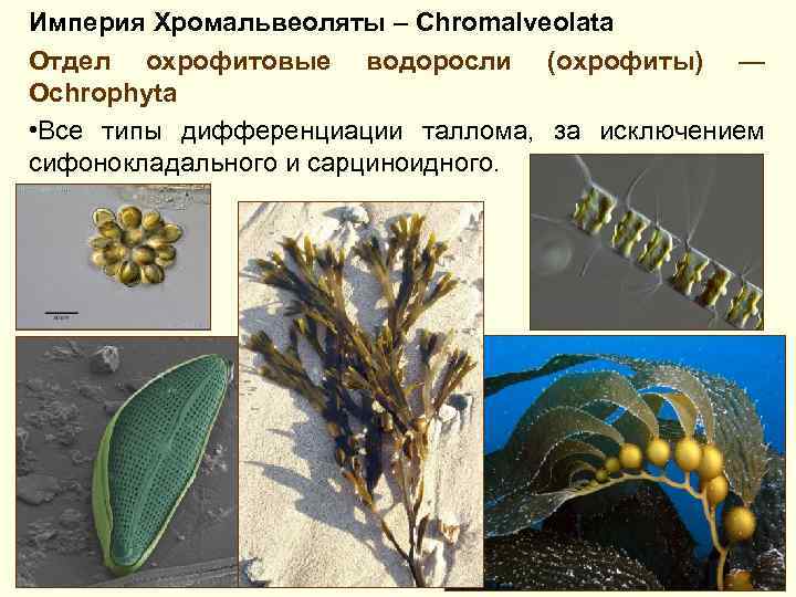 Империя Хромальвеоляты – Chromalveolata Отдел охрофитовые водоросли (охрофиты) — Ochrophyta • Все типы дифференциации