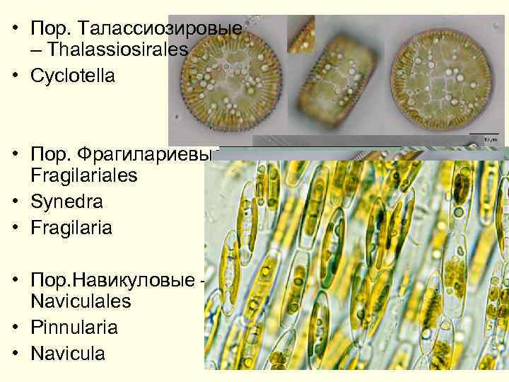  • Пор. Талассиозировые – Thalassiosirales • Cyclotella • Пор. Фрагилариевые – Fragilariales •