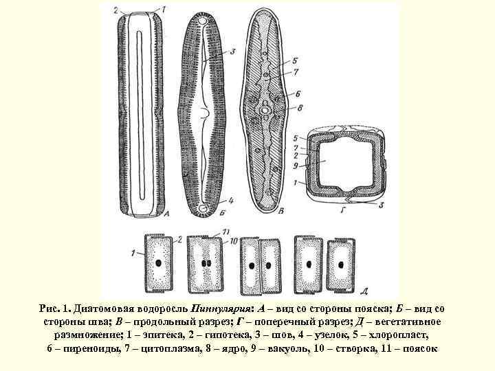 Рис. 1. Диатомовая водоросль Пиннулярия: А – вид со стороны пояска; Б – вид