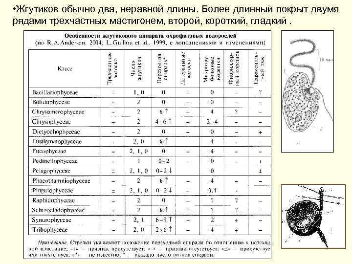  • Жгутиков обычно два, неравной длины. Более длинный покрыт двумя рядами трехчастных мастигонем,