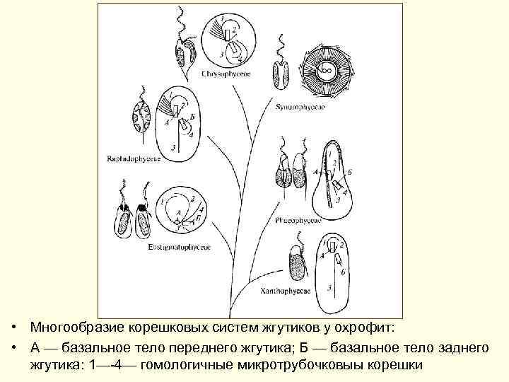  • Многообразие корешковых систем жгутиков у охрофит: • А — базальное тело переднего