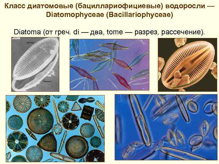 Класс диатомовые (бациллариофициевые) водоросли — Diatomophyceae (Bacillariophyceae) Diatoma (от греч. di — два, tome
