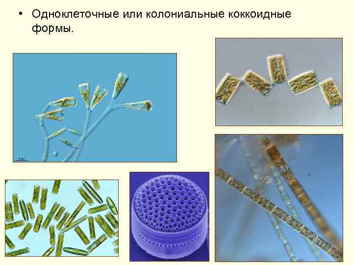  • Одноклеточные или колониальные коккоидные формы. 