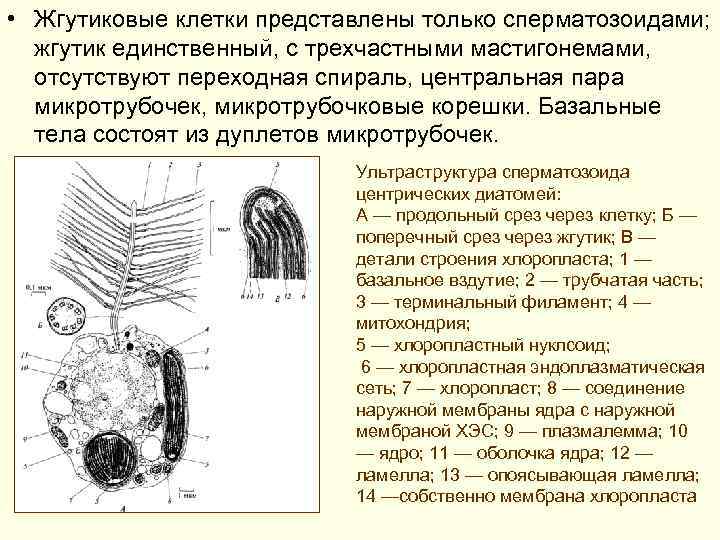  • Жгутиковые клетки представлены только сперматозоидами; жгутик единственный, с трехчастными мастигонемами, отсутствуют переходная