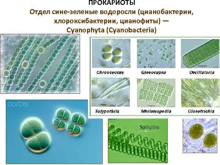 ПРОКАРИОТЫ Отдел сине-зеленые водоросли (цианобактерии, хлороксибактерии, цианофиты) — Cyanophyta (Cyanobacteria) Spirulina 