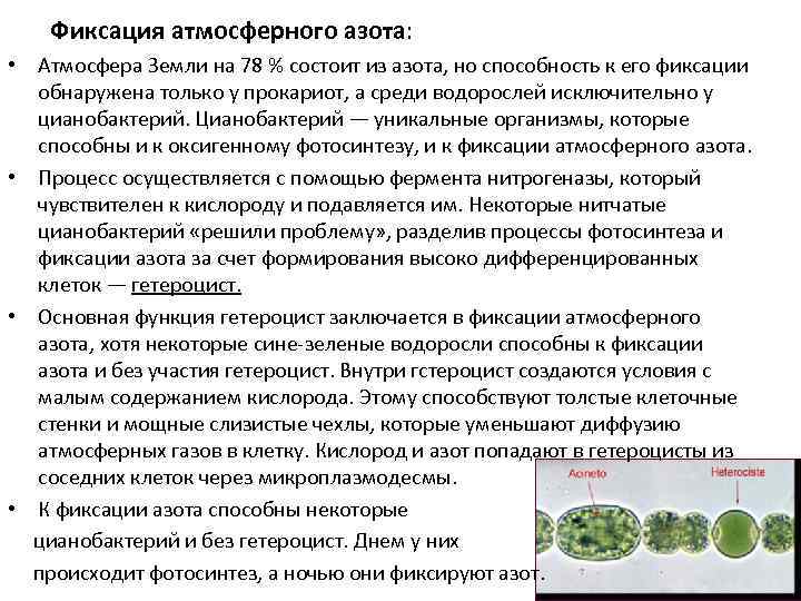 Фиксация атмосферного азота: • Атмосфера Земли на 78 % состоит из азота, но способность