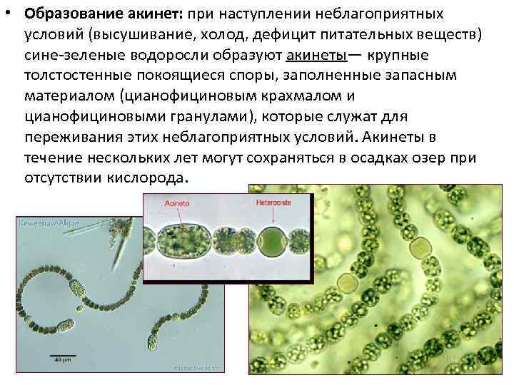  • Образование акинет: при наступлении неблагоприятных условий (высушивание, холод, дефицит питательных веществ) сине-зеленые