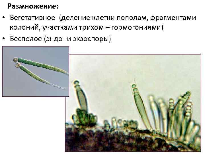 Размножение: • Вегетативное (деление клетки пополам, фрагментами колоний, участками трихом – гормогониями) • Бесполое
