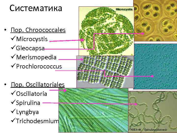 Систематика • Пор. Chroococcales üMicrocystis üGleocapsa üMerismopedia üProchlorococcus • Пор. Oscillatoriales üOscillatoria üSpirulina üLyngbya