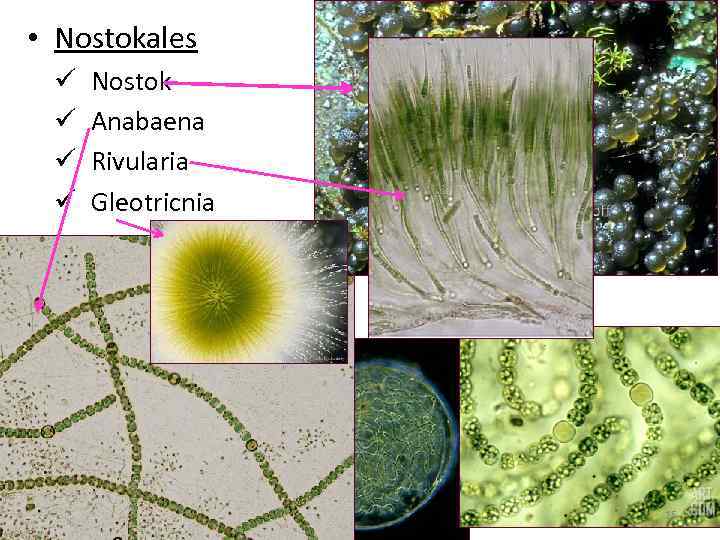  • Nostokales ü ü Nostok Anabaena Rivularia Gleotricnia 15 