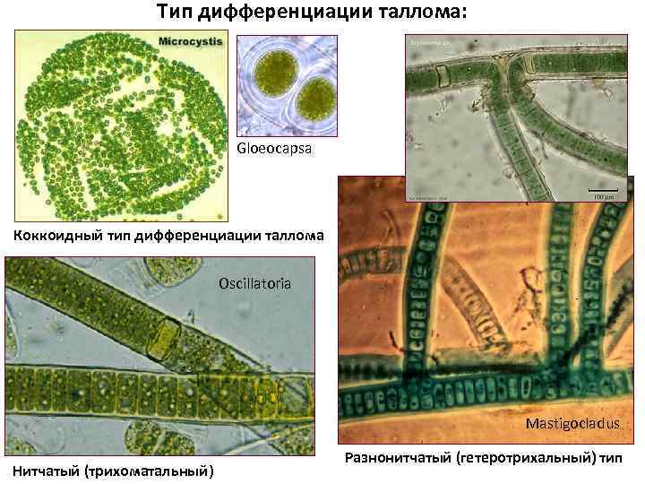 Тип дифференциации таллома: Gloeocapsa Коккоидный тип дифференциации таллома Oscillatoria Mastigocladus Нитчатый (трихоматальный) Разнонитчатый (гетеротрихальный)