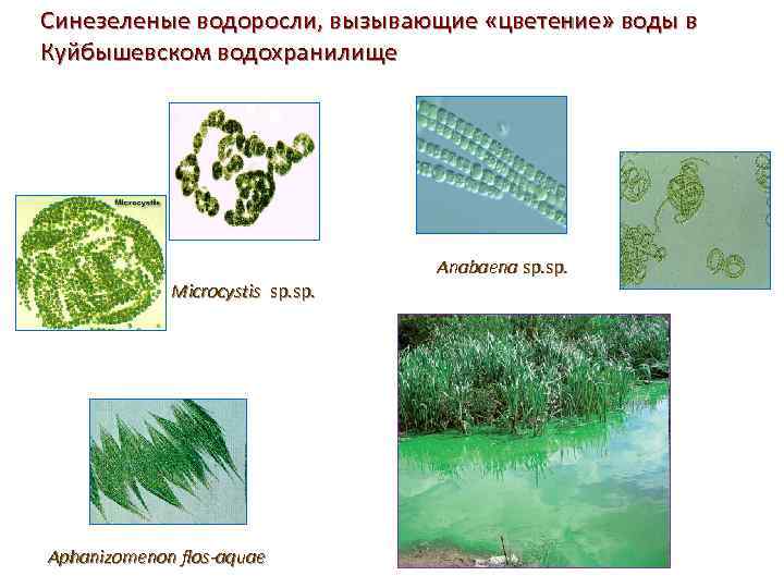 Синезеленые водоросли, вызывающие «цветение» воды в Куйбышевском водохранилище Anabaena sp. Microcystis sp. Aphanizomenon flos-aquae