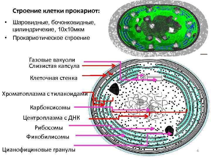 Строение клетки прокариот: • Шаровидные, бочонковидные, цилиндричекие, 10 х10 мкм • Прокариотическое строение Газовые