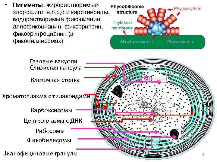  • Пигменты: жирорастворимые хлорофилл а, b, с, d и каротиноиды, водорастворимые фикоцианин, аллофикоцианин,