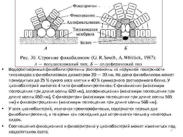  • • • Водорастворимые фикобилипротеины расположены на наружной поверхности тилакоидов в фикобилисомах диаметром