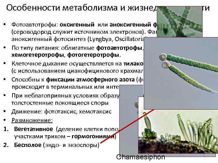 Способна к положительному фототаксису