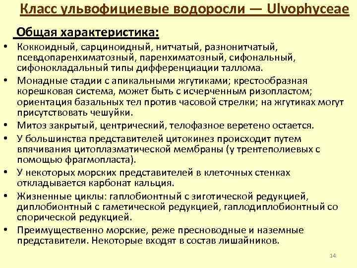 Класс ульвофициевые водоросли — Ulvophyceae Общая характеристика: • Коккоидный, сарциноидный, нитчатый, разнонитчатый, псевдопаренхиматозный, сифональный,