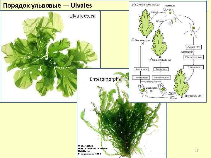 Порядок ульвовые — Ulvales Ulva lactuca Enteromorpha 17 