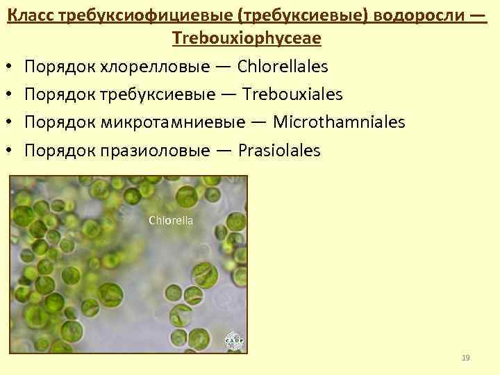 Класс требуксиофициевые (требуксиевые) водоросли — Trebouxiophyceae • Порядок хлорелловые — Chlorellales • Порядок требуксиевые