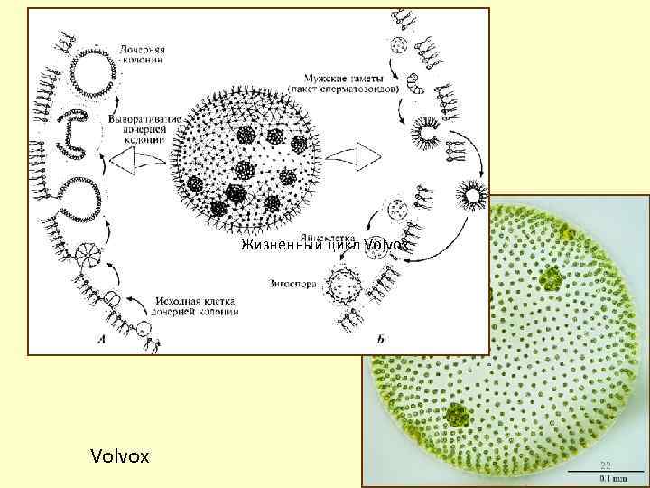 Жизненный цикл Volvox 22 