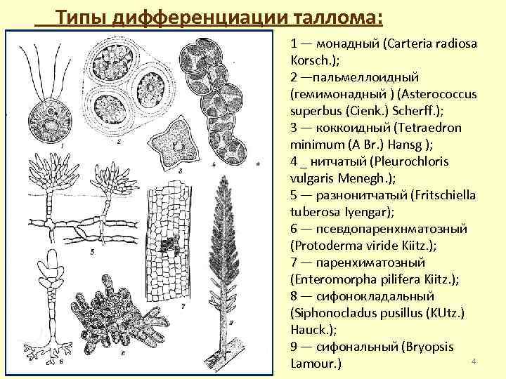 Типы талломов водорослей