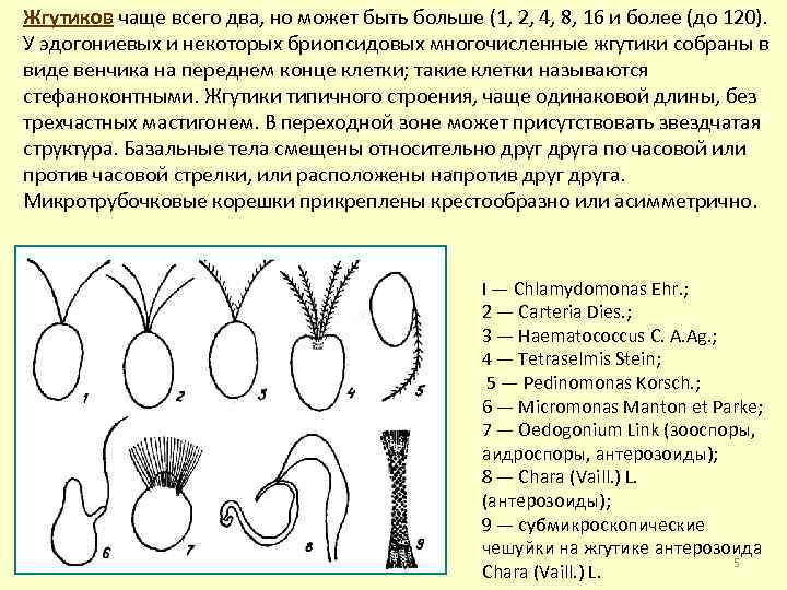 Жгутиков чаще всего два, но может быть больше (1, 2, 4, 8, 16 и