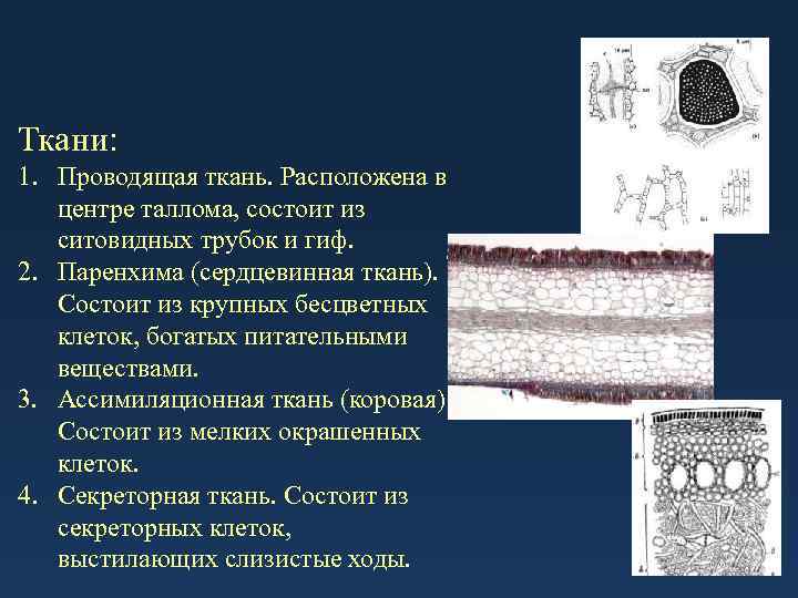 Ткани: 1. Проводящая ткань. Расположена в центре таллома, состоит из ситовидных трубок и гиф.